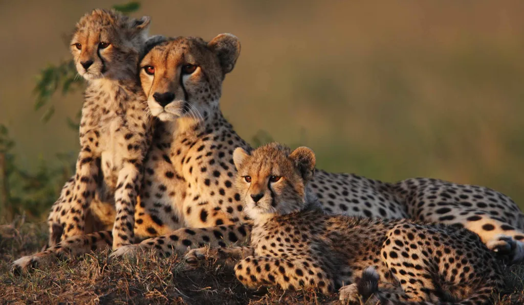 Cheetah family resting together
