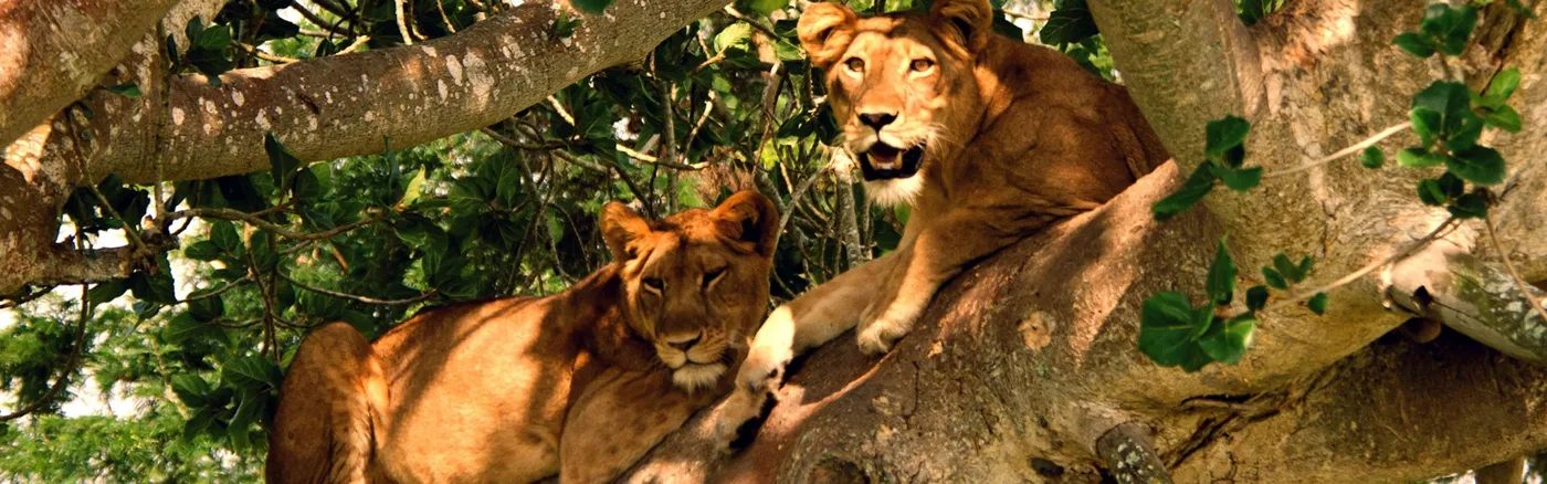 Lions resting in tree branches