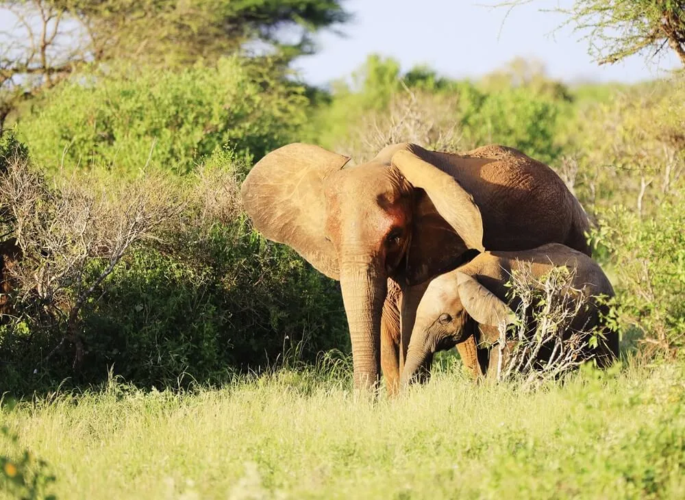 Elephant and calf in grassland
