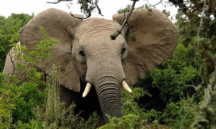 Elephant facing the camera