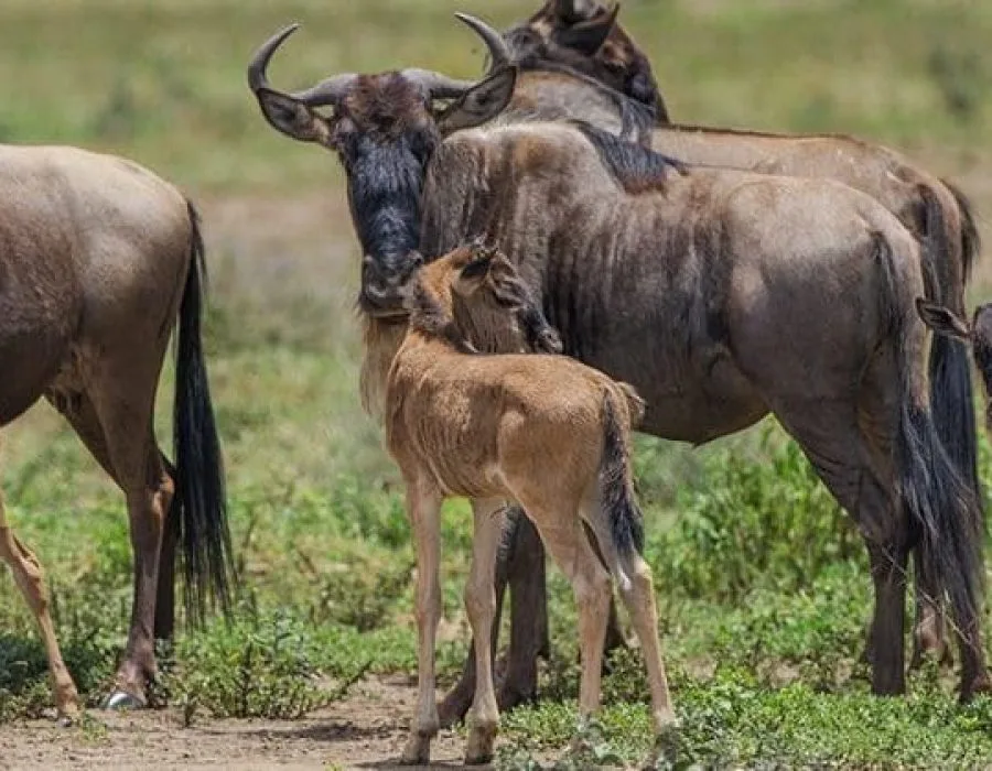 Wildebeest and a calf in grassland