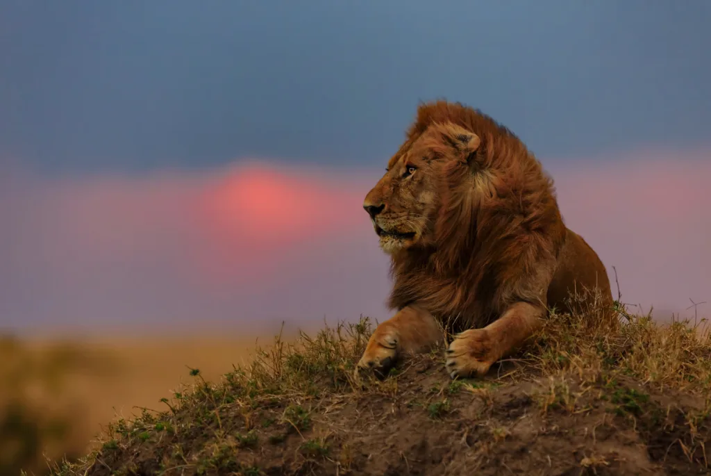 Lion resting at sunset