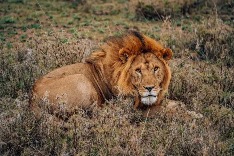 Lion resting in grass