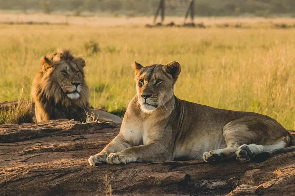 Two lions resting on the plains