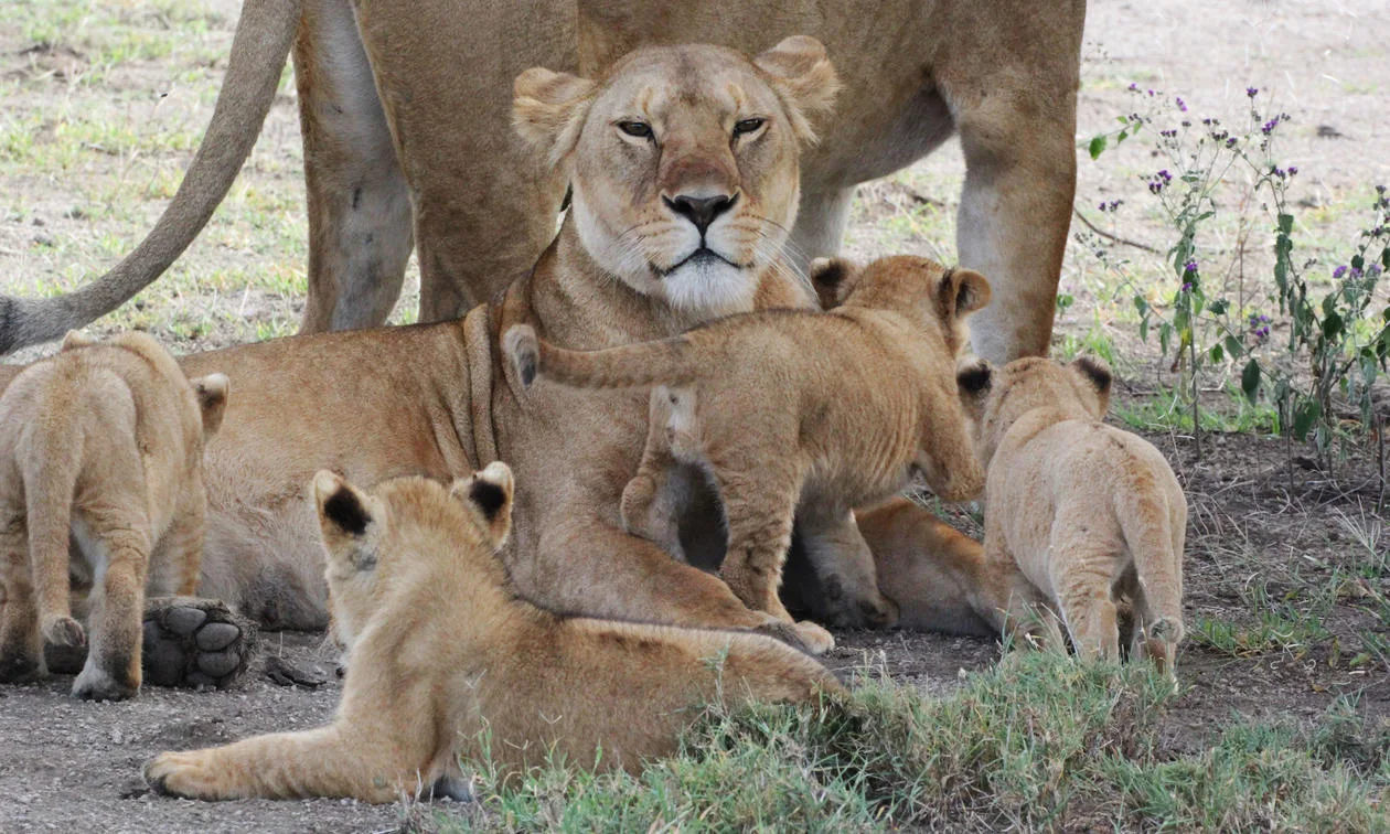 Lioness and cubs resting together