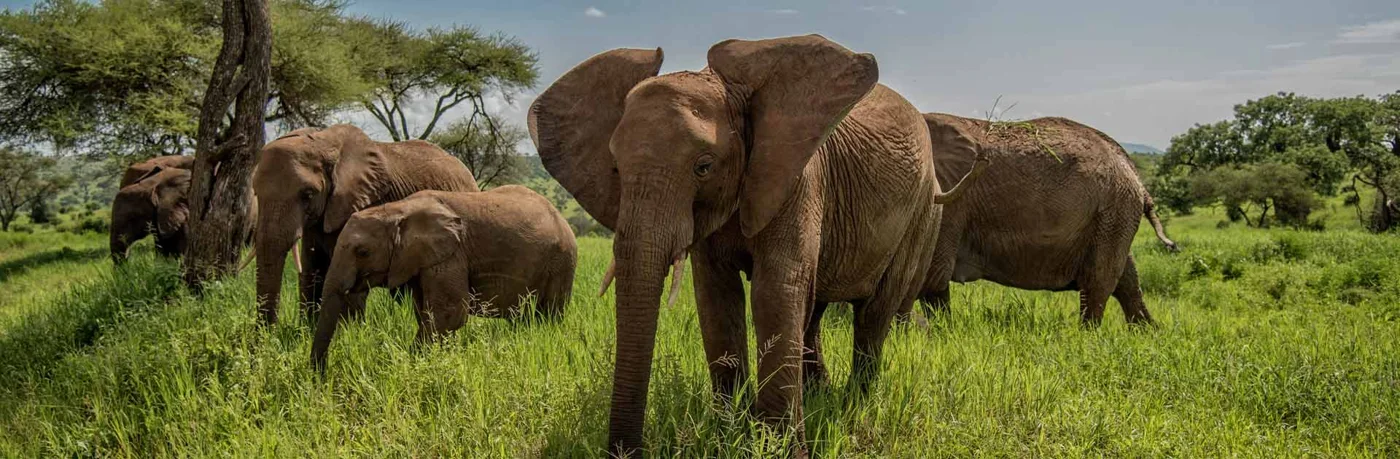 Elephant herd in green grassland