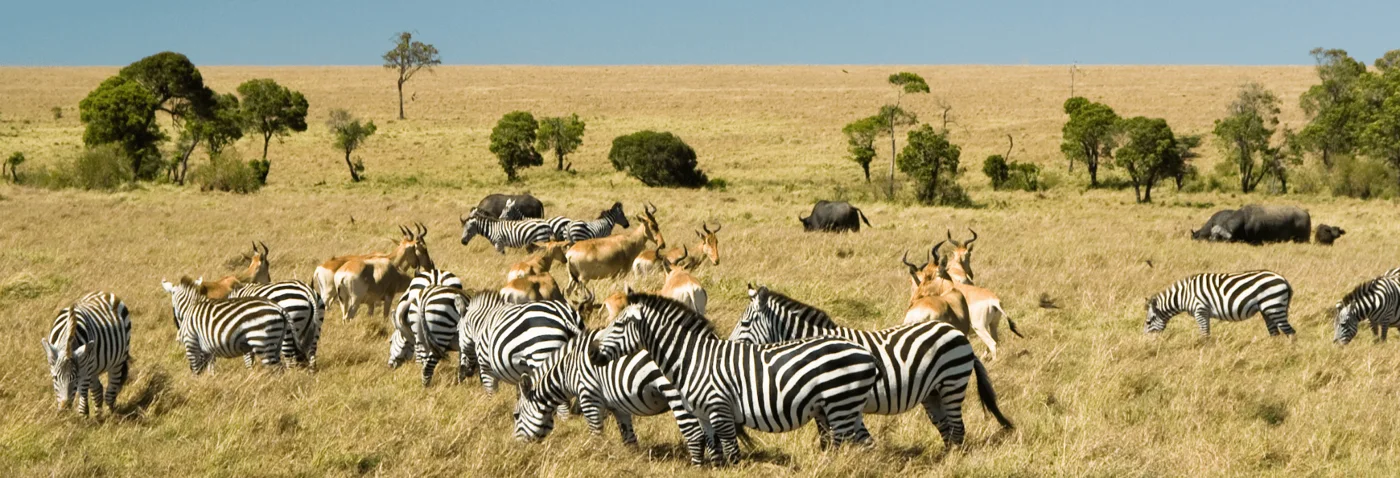 Zebras and antelope grazing on open grassland