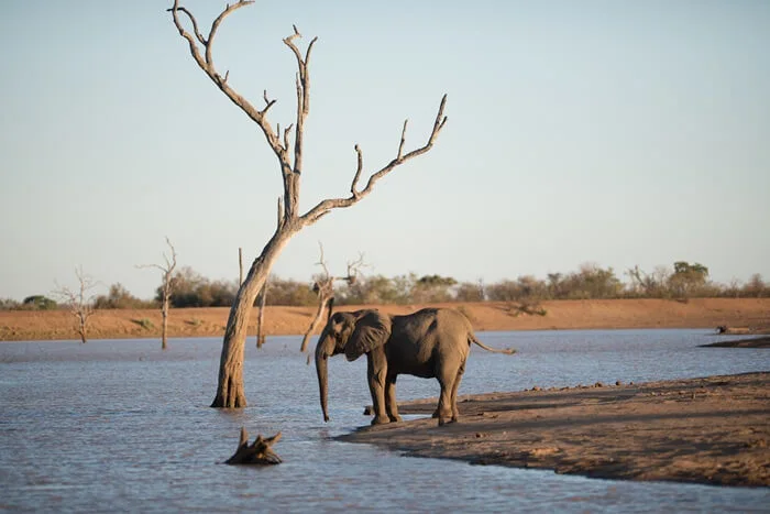 Elephant at the water’s edge