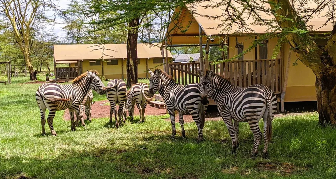 Africa Tour Packages from Lake Manyara