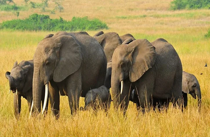 Uganda Wildlife Tours: Explore Nature’s Treasures
