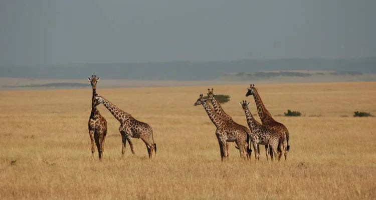 Gorillas, Game Parks & Zanzibar