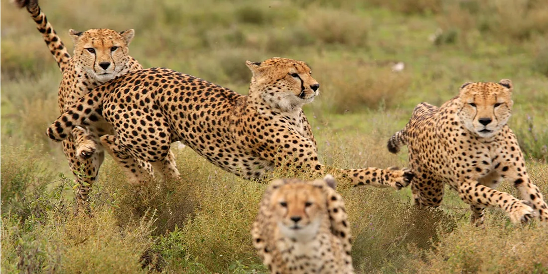 Kenya Budget Safari – Affordable Wildlife Adventure