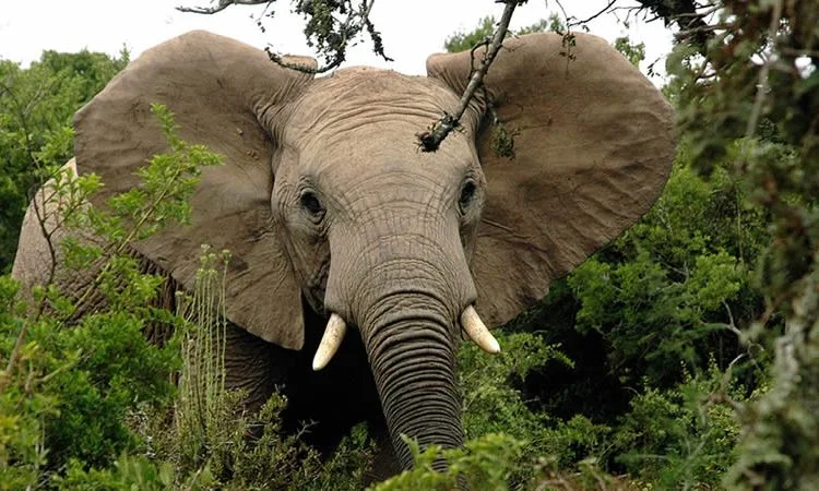 Affordable 6-day Rwanda safari package