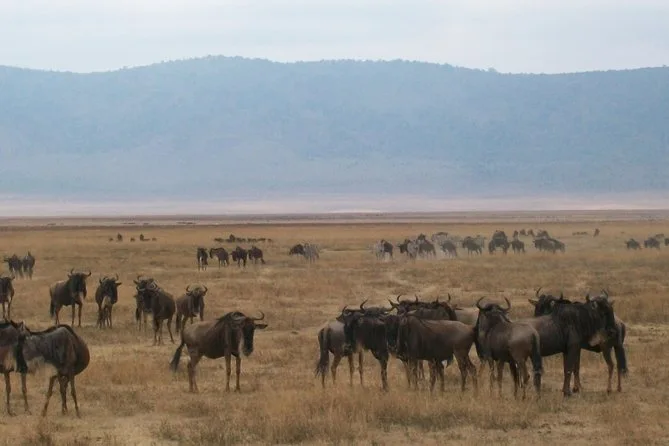 Tanzania Wildlife Tour