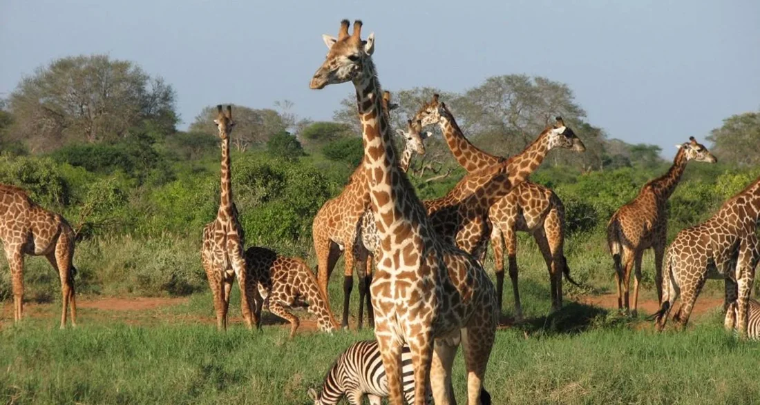 Into Tanzania’s wild heart