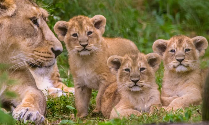 Rwanda Wildlife Safari Tour