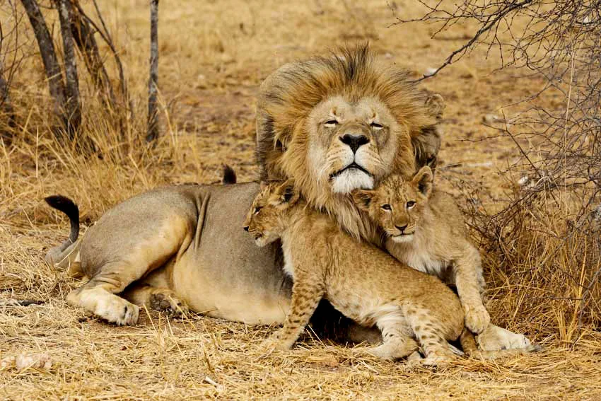 Tanzania Serengeti Safari Tours