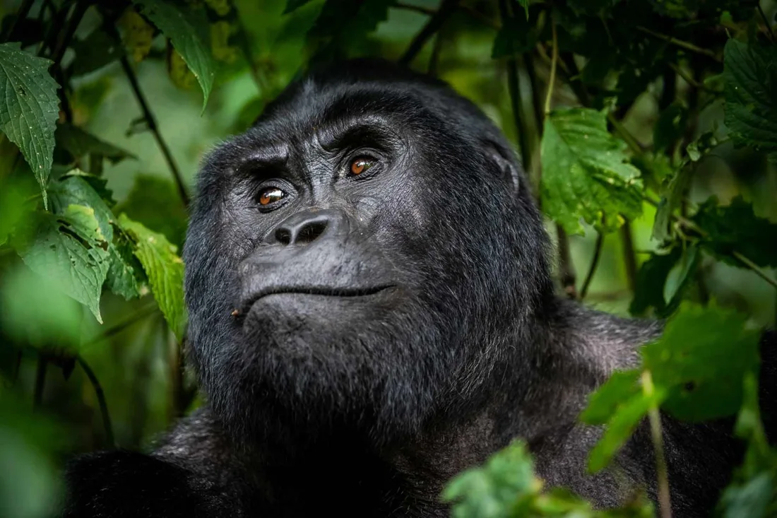Uganda Gorilla Trekking Tours: Discover the Wild