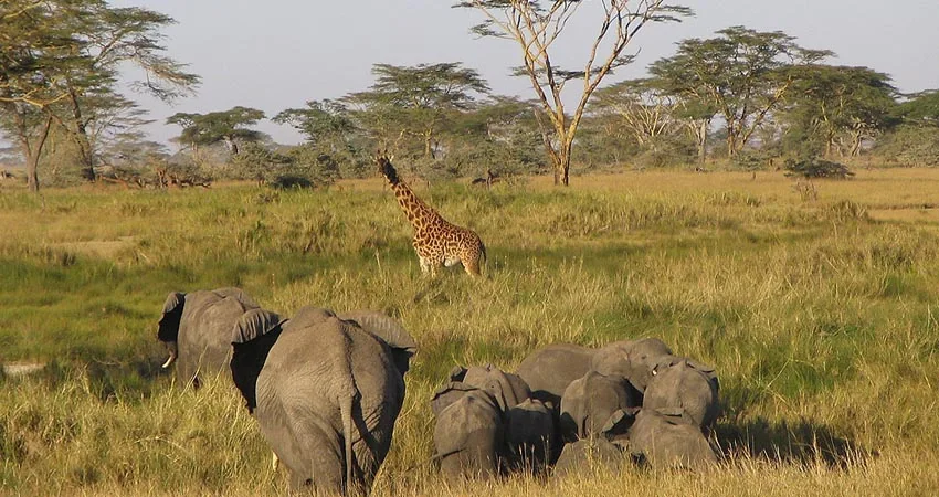 Kenya Camping Safari