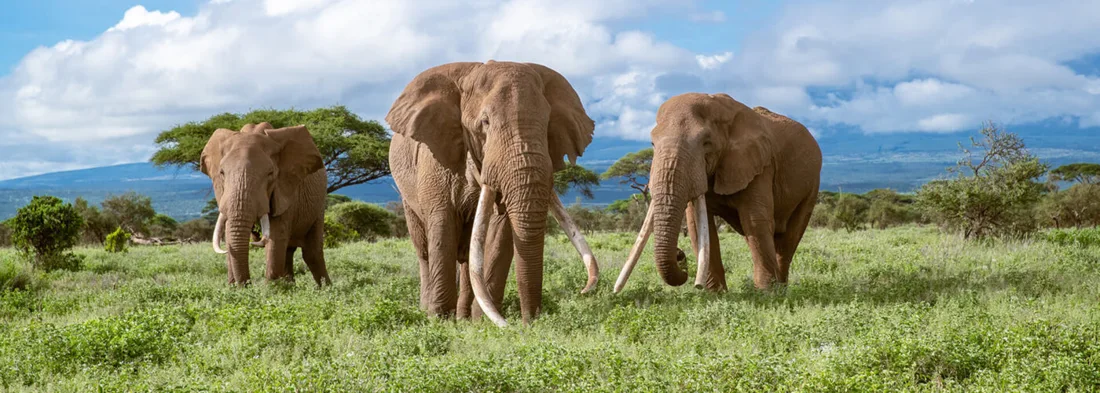 Tanzania Luxury Safari Package: Experience the Wild