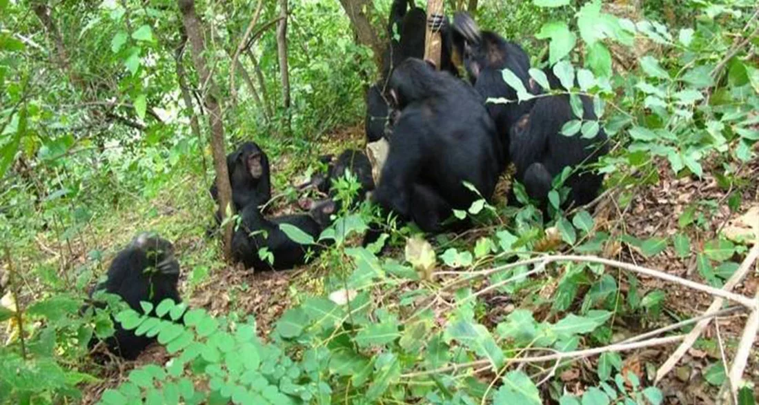 Gombe Chimpanzee safari