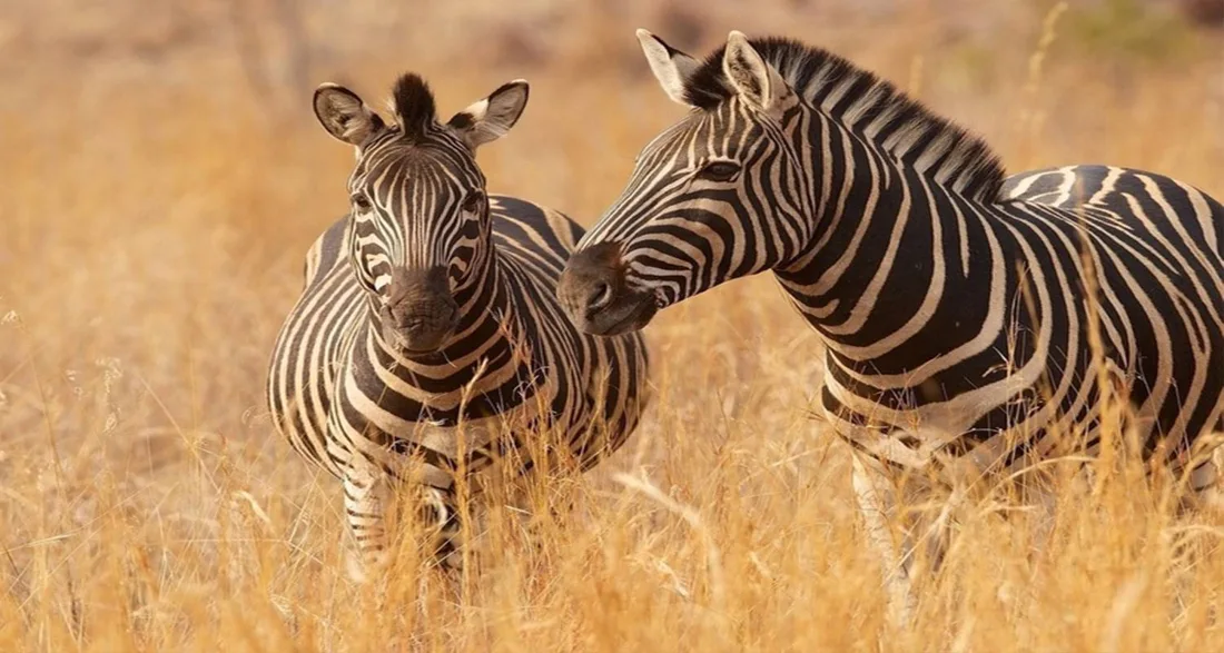 RUAHA NATIONAL PARK